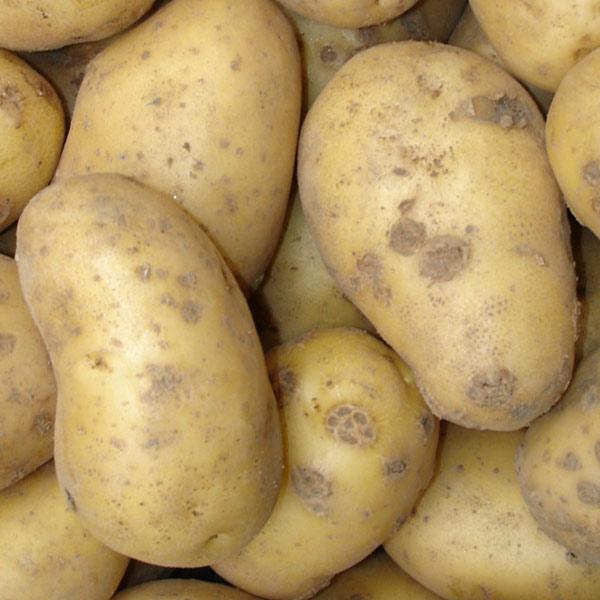 Pommes de terre (1 kg) » GreenYaute